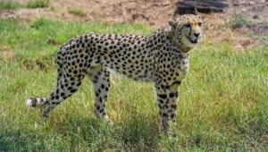 chitaa_01-1.jpg