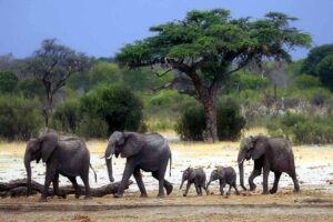 elephants_63_2.jpg