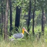 चक्रवात अरनब के प्रभाव से सुहावना हुआ मौसम, बांधवगढ़ टाइगर रिजर्व में प्रबंधन सतर्क